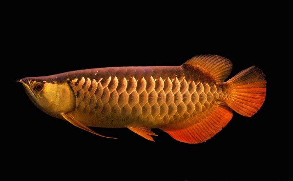 Close-up Ikan Arwana emas dalam tangki air tawar, fokus pada detail sisik berkilau dan mata yang tajam, menonjolkan tekstur dan warna yang menakjubkan dari spesies langka ini.