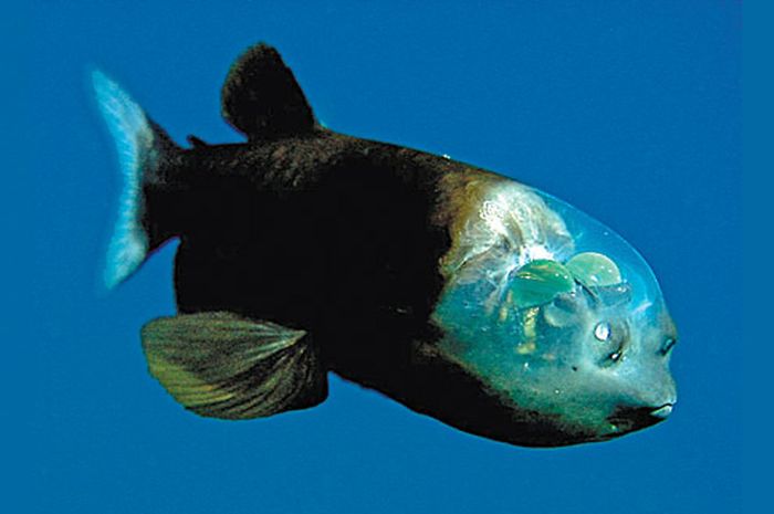 Ikan Barreleye Pasifik