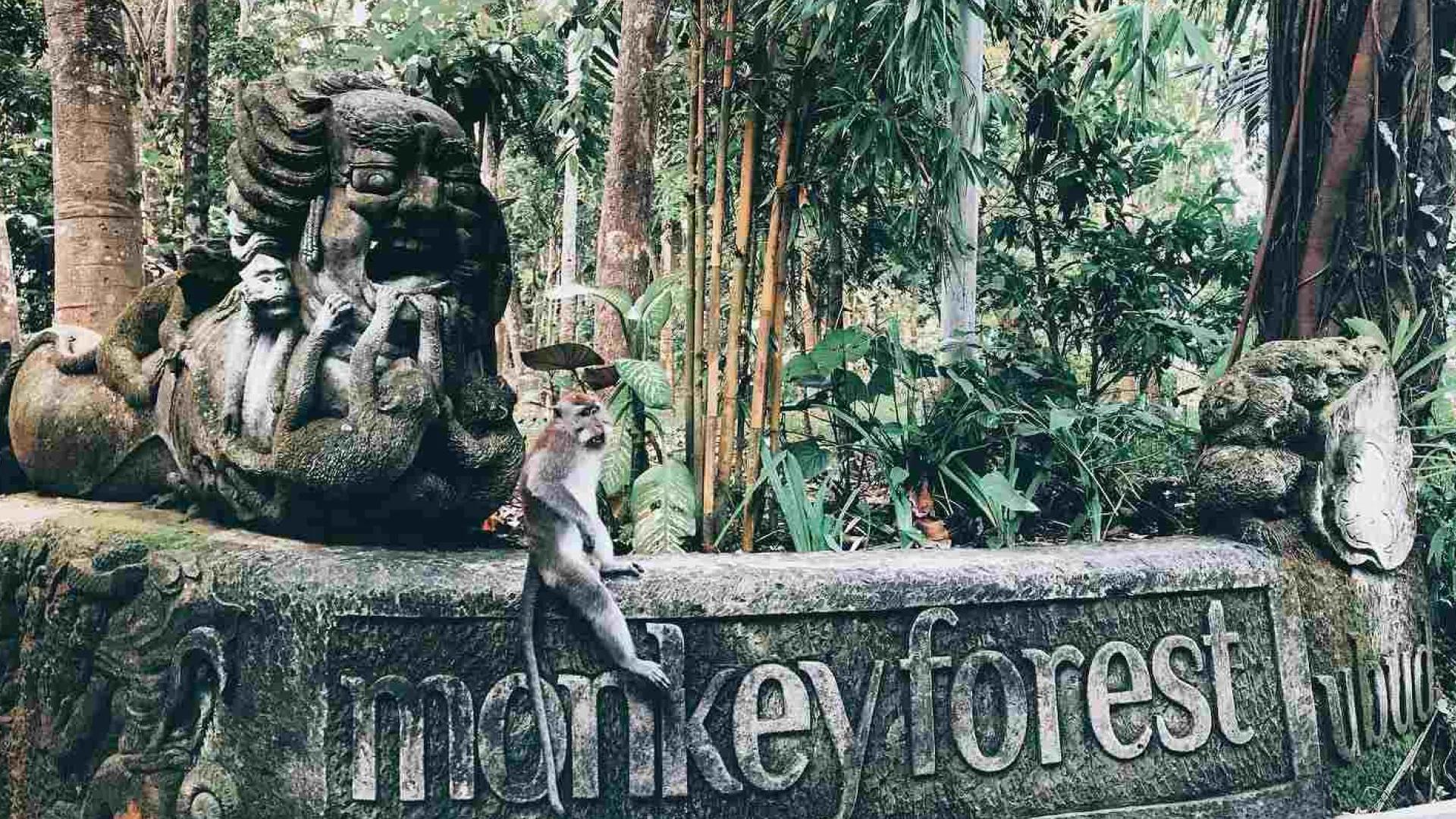 Monkey Forest