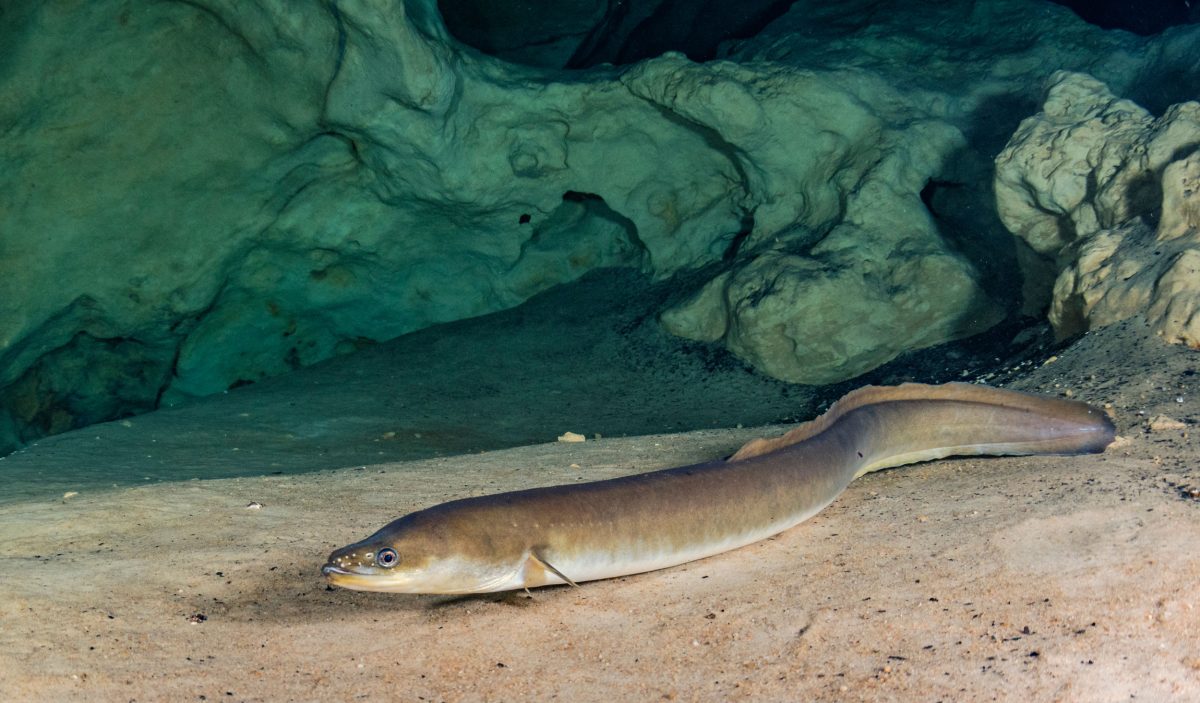 Misteri Reproduksi Belut