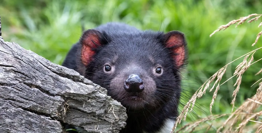 Tasmanian Devil