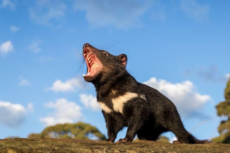 Tasmanian Devil