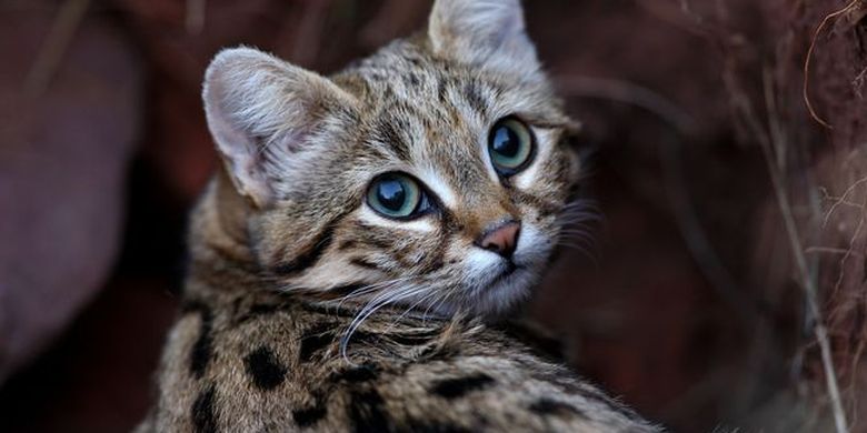 Kucing Berkaki Hitam