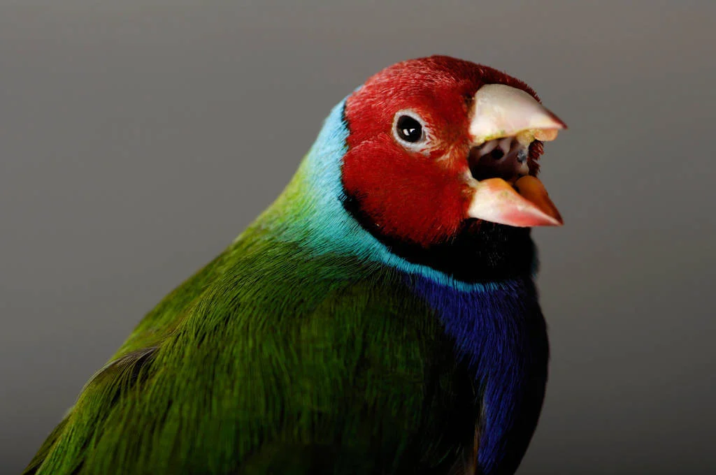 Gouldian Finch sebagai Burung Hias Favorit