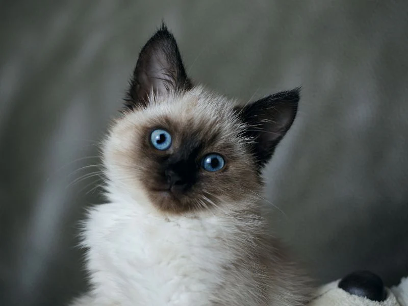 Perawatan Kucing Bali