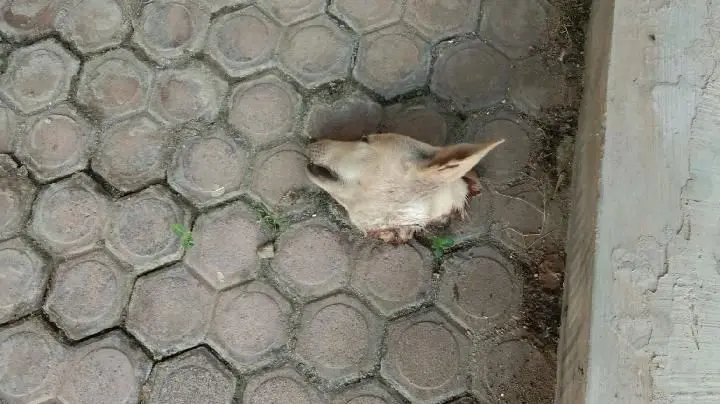 Palti Hutabarat Diteror