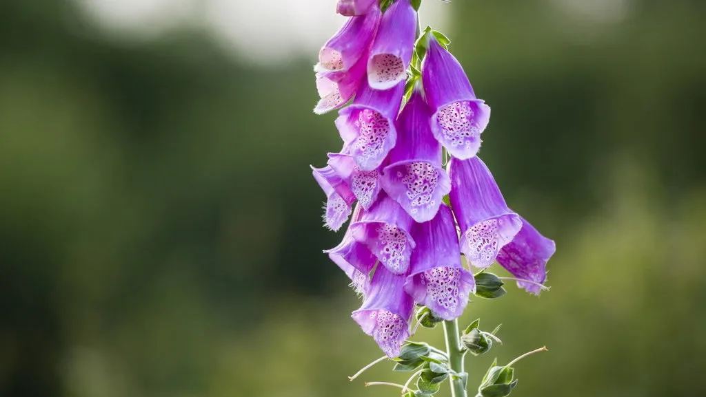 Bunga Foxglove