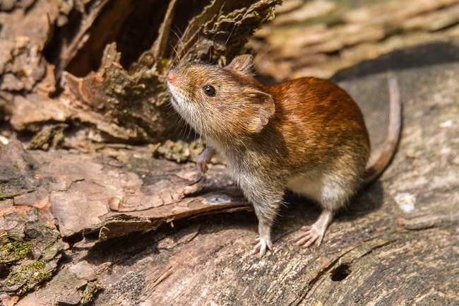 Hantavirus