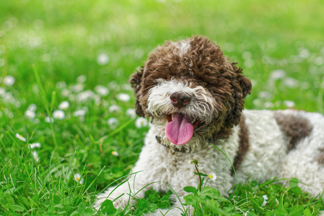 Karakteristik Unik yang Membuat anjing Lagotto Begitu Istimewa