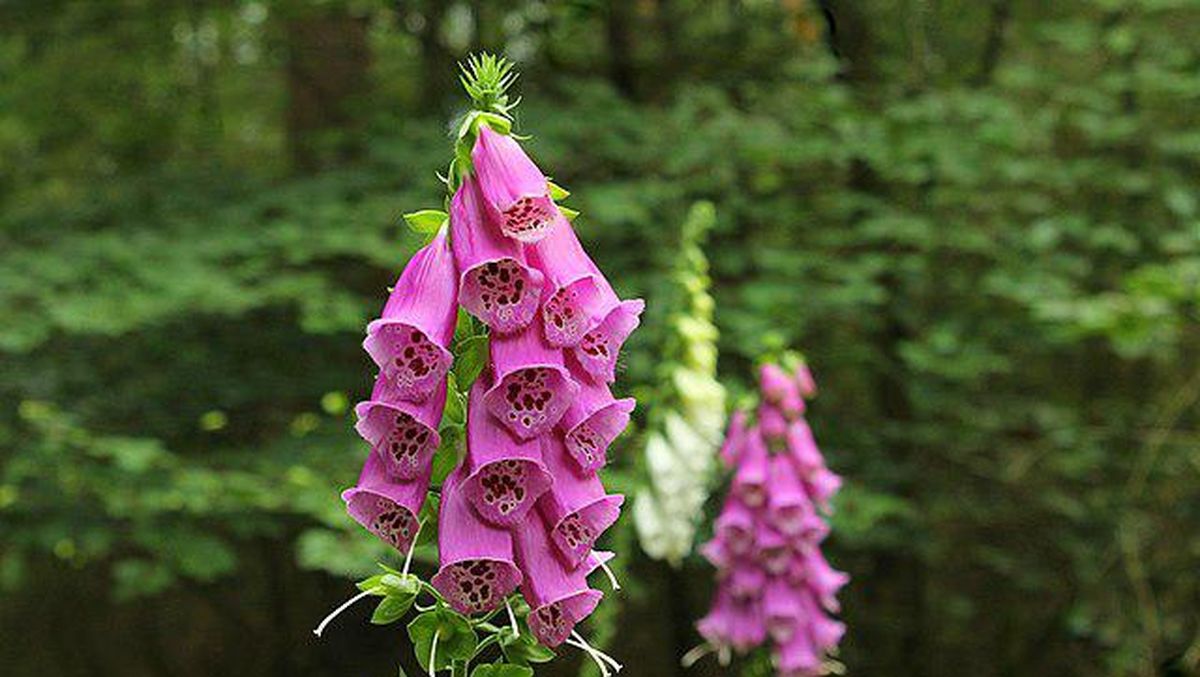 Mengenal Karakter Unik Bunga Foxglove