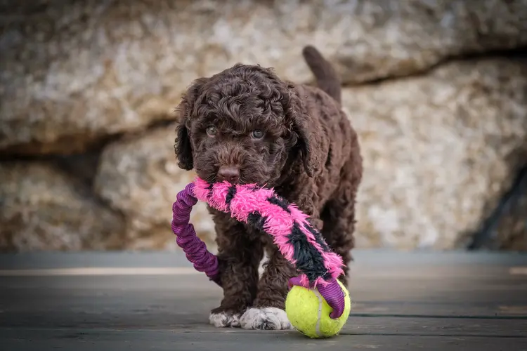 Rahasia Melatih Lagotto dengan Metode Positif