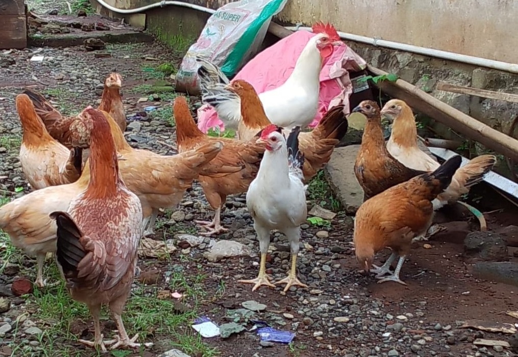 Anak Ayam Elba