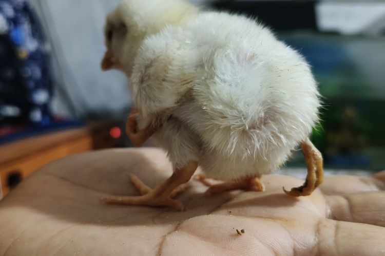 Anak Ayam Elba