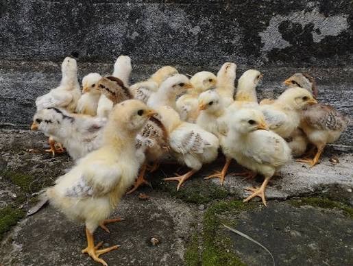 Anak Ayam Elba
